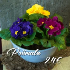 Priimula